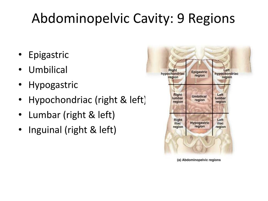 PPT - Body Cavities PowerPoint Presentation, free download - ID:2759699