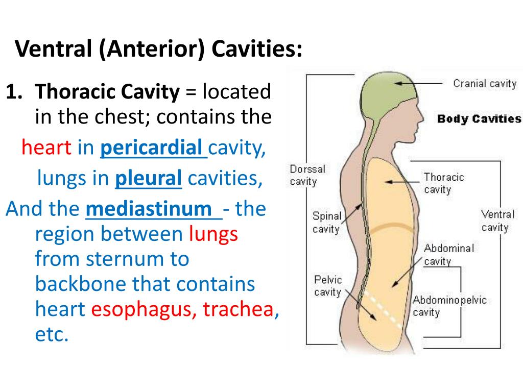 Human Body Cavities Diagram