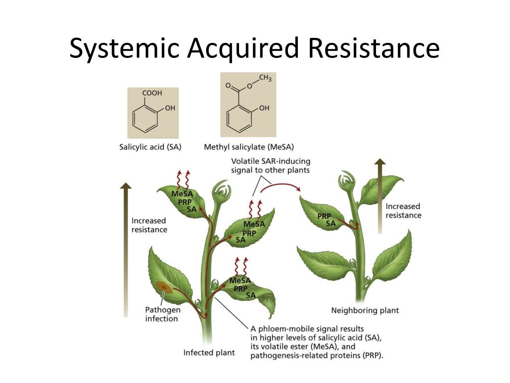 Plant в прошедшем. Systemic acquired Resistance. Plant Physiology. Induced acquired Resistance. Practical Physiology of Plants.