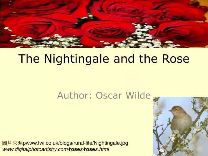 analysis of the nightingale and the Analysis of the nightingale and the rose essay 1229 words | 5 pages appreciation forgotten the fairy tale of the nightingale and the rose, by oscar wilde published in 1990, is a story of the consequences of not appreciating creation. analysis of the nightingale and the Analysis of the nightingale and the rose essay 1229 words | 5 pages appreciation forgotten the fairy tale of the nightingale and the rose, by oscar wilde published in 1990, is a story of the consequences of not appreciating creation.