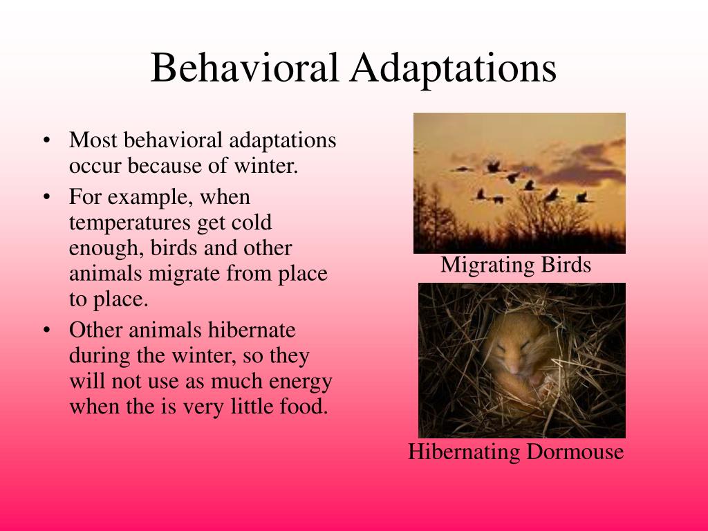 PPT - Ch. 7: Adaptations PowerPoint Presentation, free download - ID:2760230