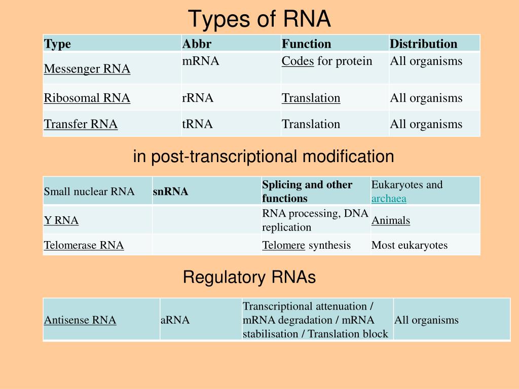 PPT I. Basics of Molecular Biology DNA, RNA, Protein, Transcription