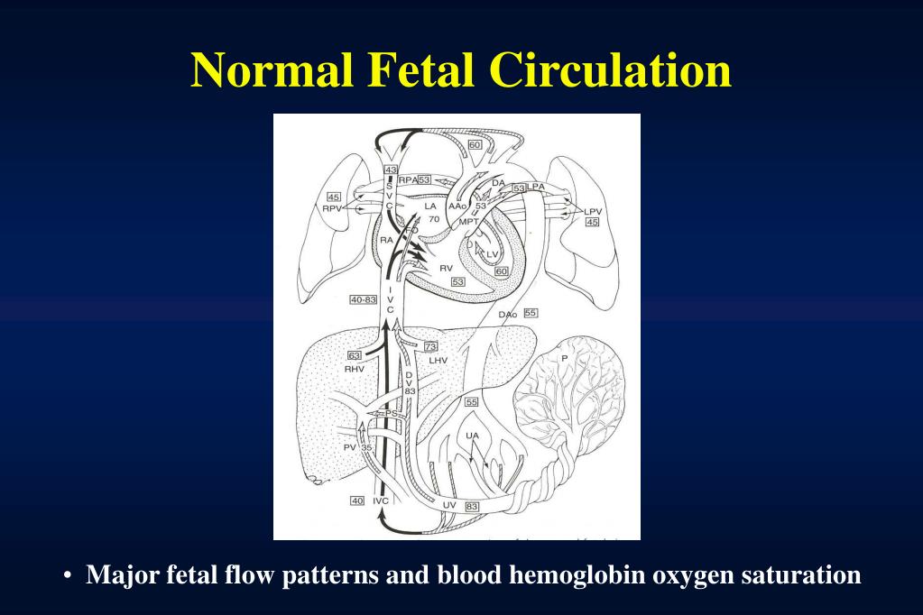 PPT - Immature Myocardium & Fetal Circulation PowerPoint ...