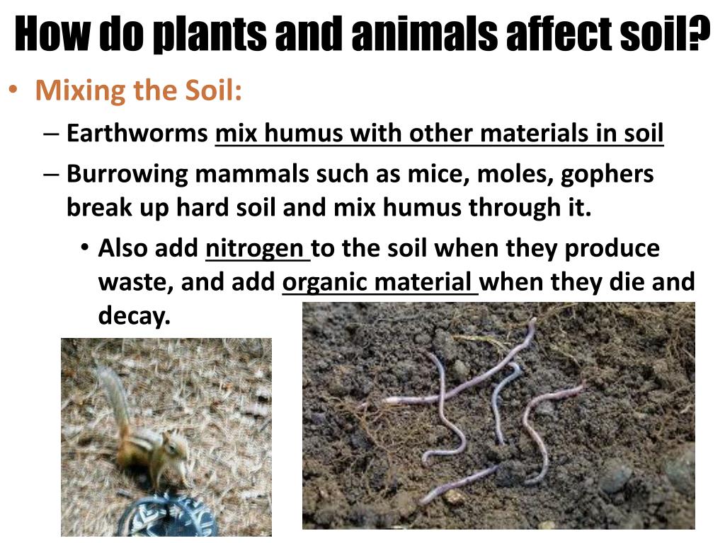 mixing grass clippings into soil mixing grass clippings into soil