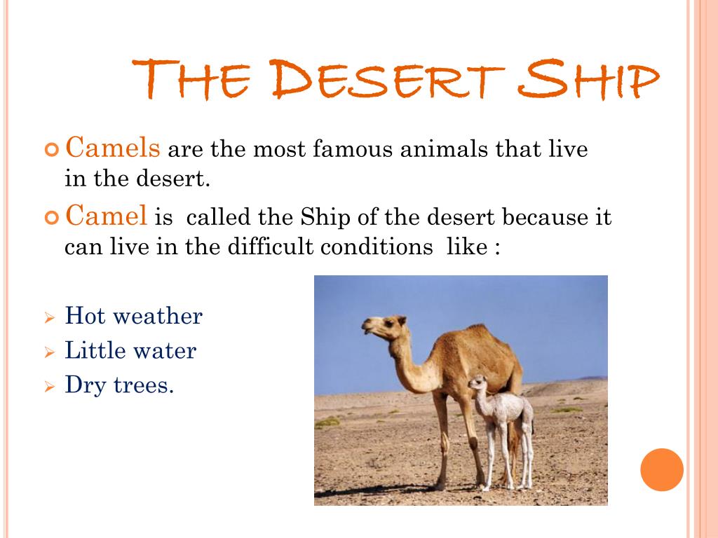PPT - Desert Animals PowerPoint Presentation, free download - ID:2761138