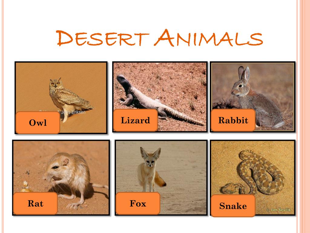 PPT - Desert Animals PowerPoint Presentation, free download - ID:2761138