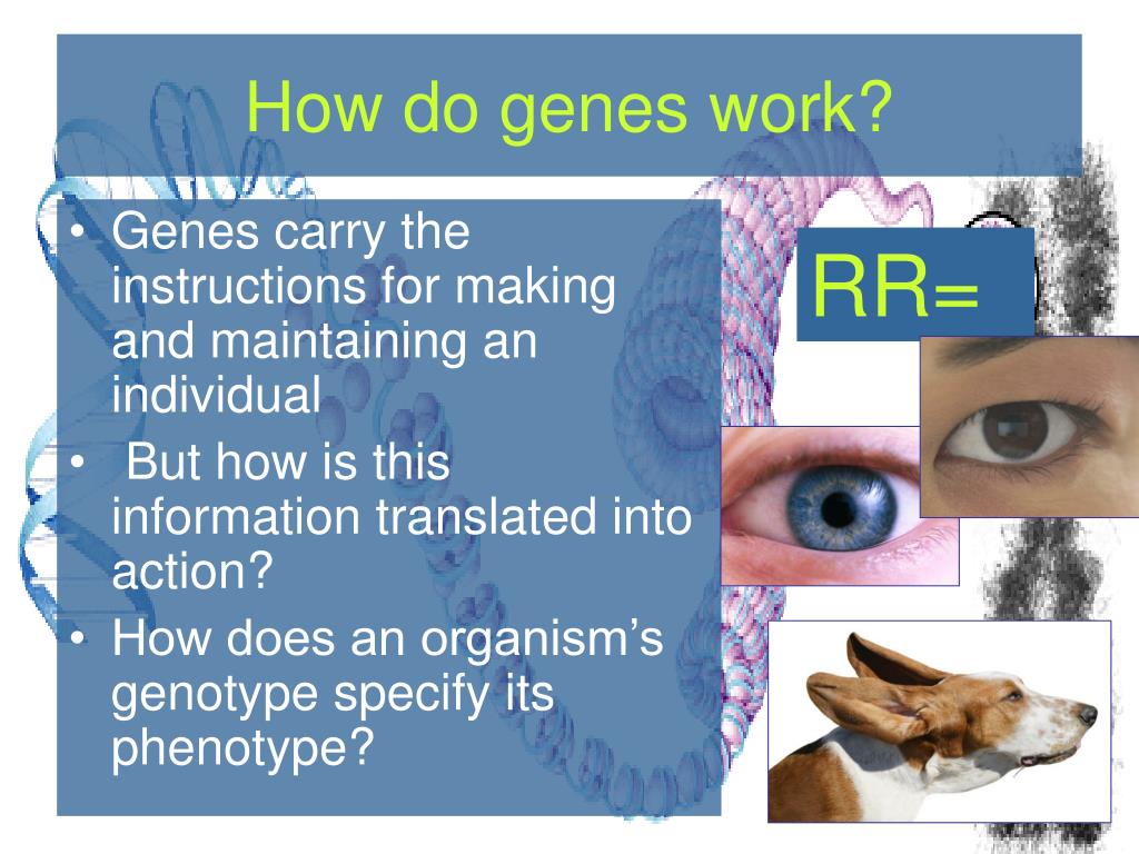 how do genes work