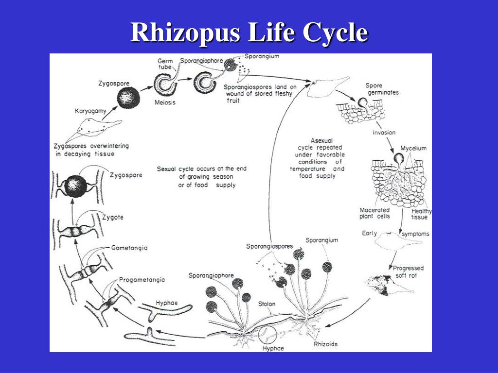 rhizopus life cycle.