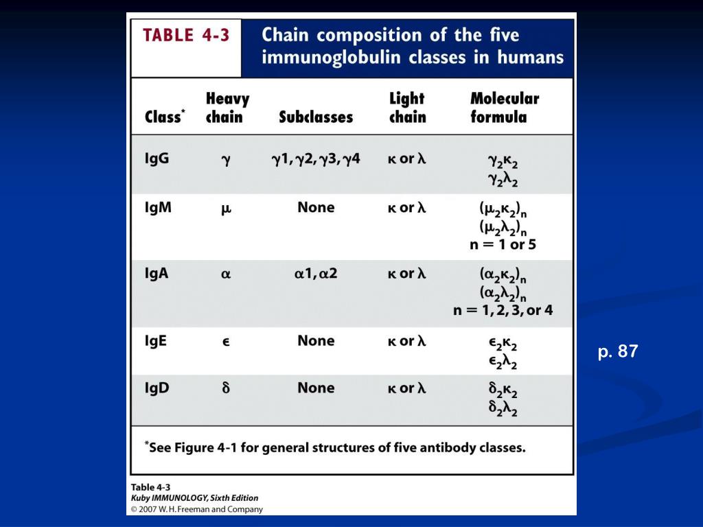 PPT Basic structure of antibodies (Ab’s) Antibodies are heterodimers