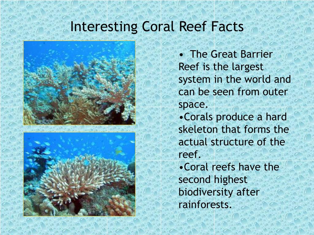 Ppt Coral Reef Biome Powerpoint Presentation Free Download Id