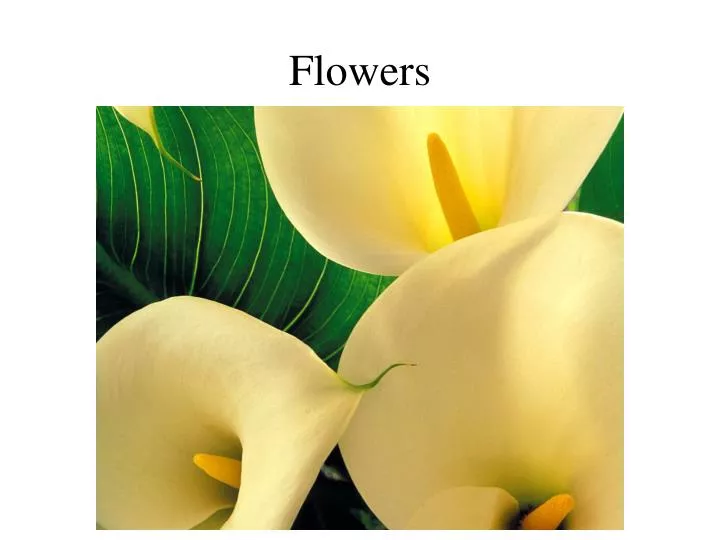 PPT Flowers PowerPoint Presentation, free download ID2763771