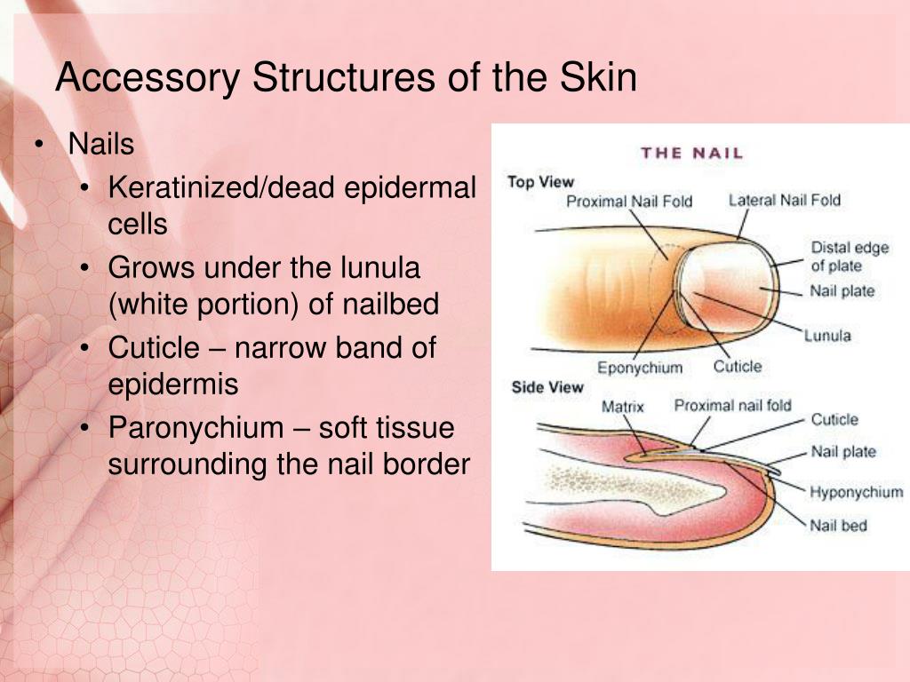 What Are The Accessory Structures Of The Skin