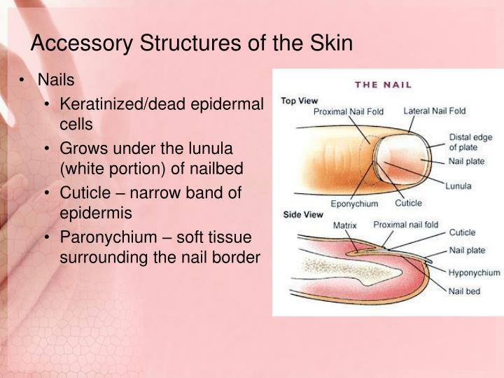 PPT - Integumentary System PowerPoint Presentation - ID:2764517