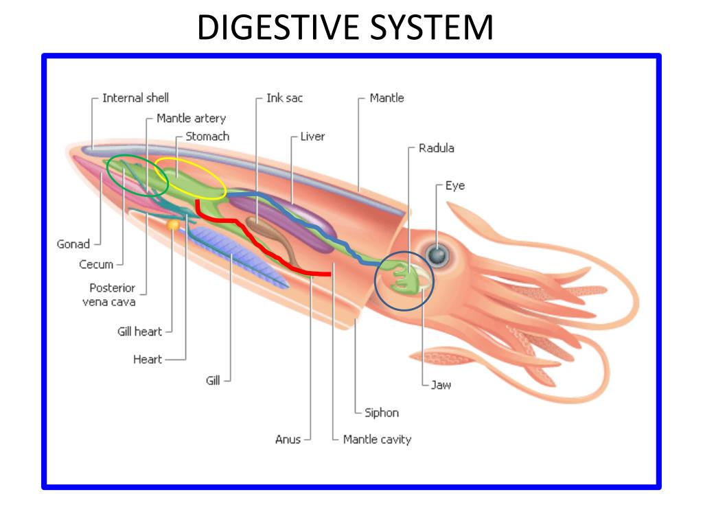 Ppt Squid Anatomy Powerpoint Presentation Free Download Id 2765680