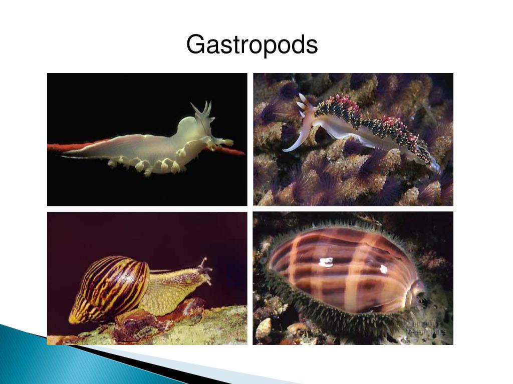 Группа моллюски представители. Среда обитания ракообразных. Беспозвоночные животные. Представители типа моллюсков. Беспозвоночные Тип моллюски.