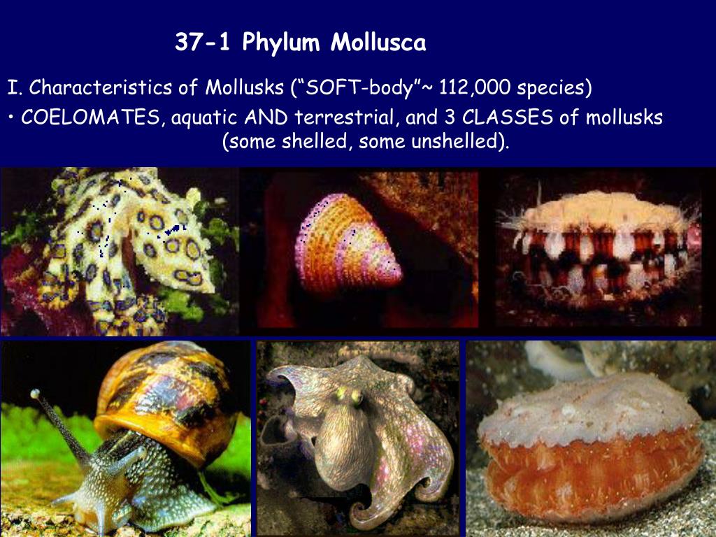 PPT - Chapter 27: Mollusks and Annelids PowerPoint 