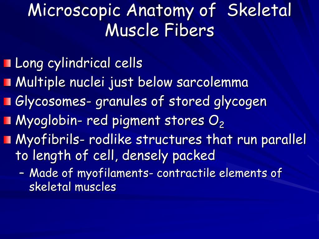 PPT - Microscopic Anatomy of Skeletal Muscle Fibers PowerPoint