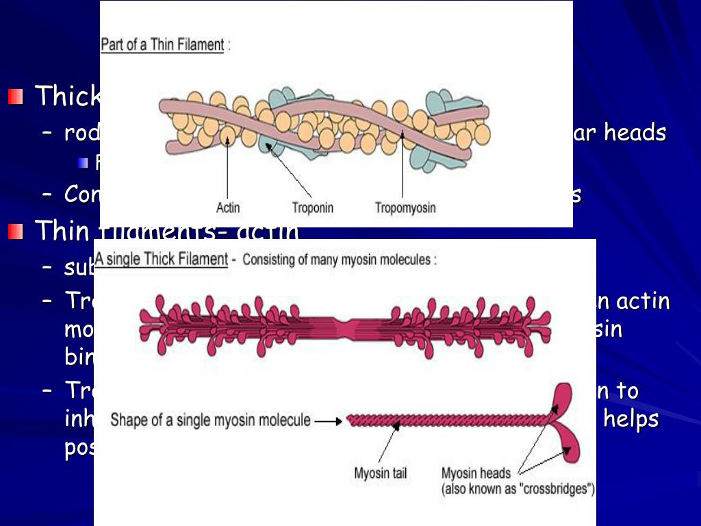 PPT - Microscopic Anatomy of Skeletal Muscle Fibers PowerPoint