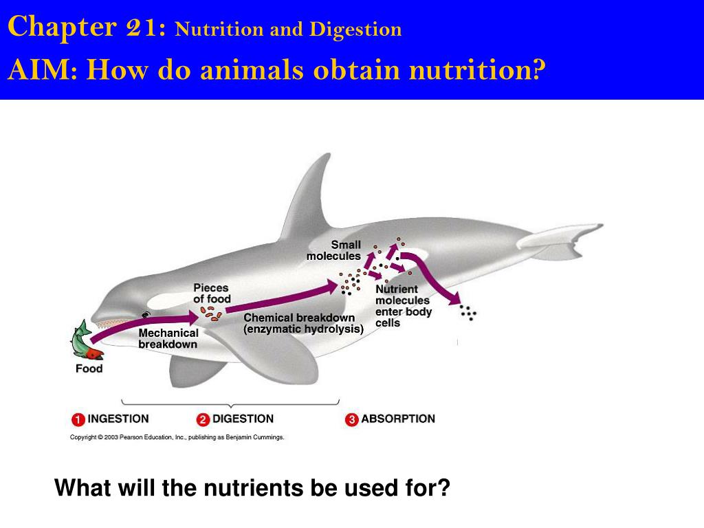 PPT - Chapter 20: Unifying Concepts of Animal Structure and Function PowerPoint Presentation - ID:2766589 PPT - Chapter 20: Unifying Concepts of Animal Structure and Function PowerPoint Presentation - ID:2766589