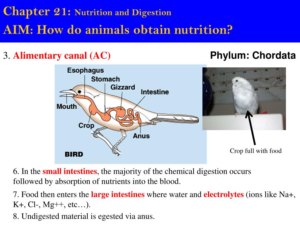 PPT - Chapter 20: Unifying Concepts of Animal Structure and Function  PowerPoint Presentation - ID:2766589