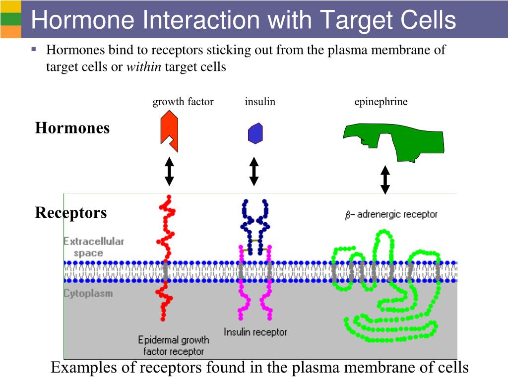 Their cell. Target Cells. Cells with receptors and Hormone. Target Cell патофизиология. What Hormones have receptors on the Plasma membrane.