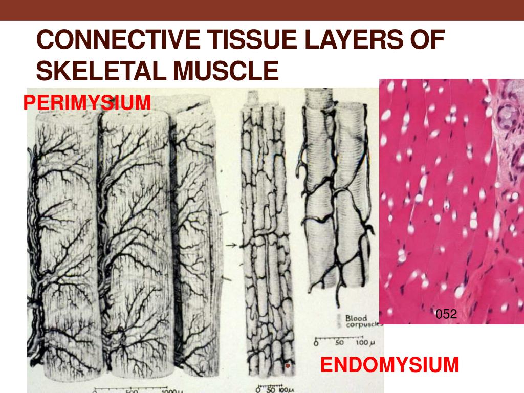 PPT - Muscle tissue PowerPoint Presentation, free download - ID:2767184