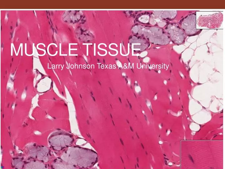 PPT - Muscle tissue PowerPoint Presentation, free download - ID:2767184