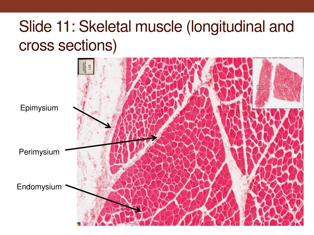 PPT - Muscle tissue PowerPoint Presentation, free download - ID:2767184