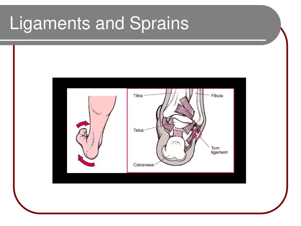 ESS 303 โ Biomechanics PowerPoint Presentation, free download ... Biology Diagrams