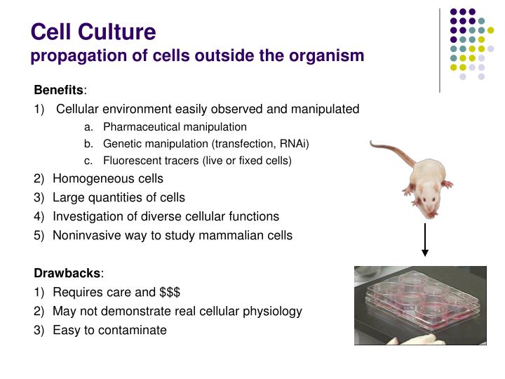 advantage and disadvantage of animal cell tissue culture The nutrient media used for culture of animal cells and tissues must be using a mixture of nitrate and ammonium ions has the advantage of. advantage and disadvantage of animal cell tissue culture The nutrient media used for culture of animal cells and tissues must be using a mixture of nitrate and ammonium ions has the advantage of.