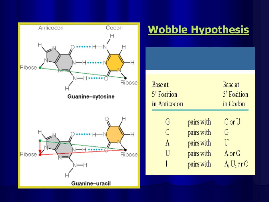 wobble hypothesis ppt
