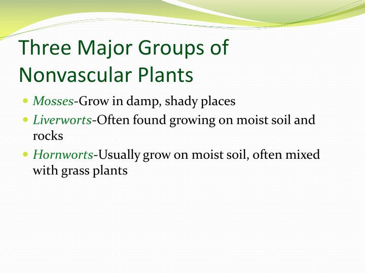 Ppt Introduction To Plants Powerpoint Presentation Id 2767528 Three Major Groups Of Nonvascular Plants