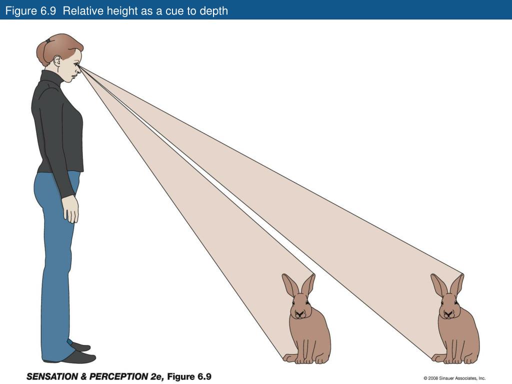 binocular depth cues binocular depth cues