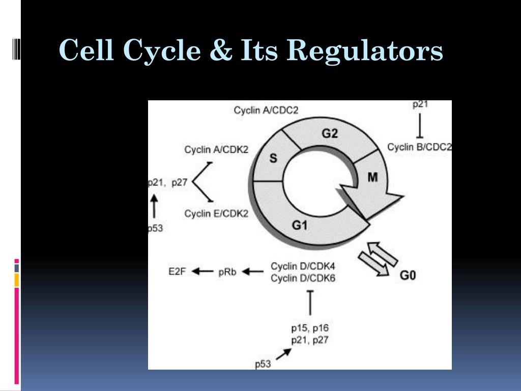 Regulating the cell cycle PowerPoint Presentation, free download ... Biology Diagrams