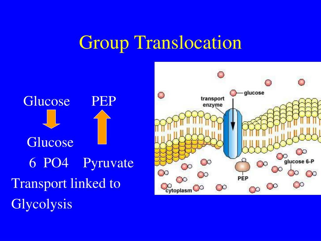 PPT - Cell Biology PowerPoint Presentation, free download - ID:2768111