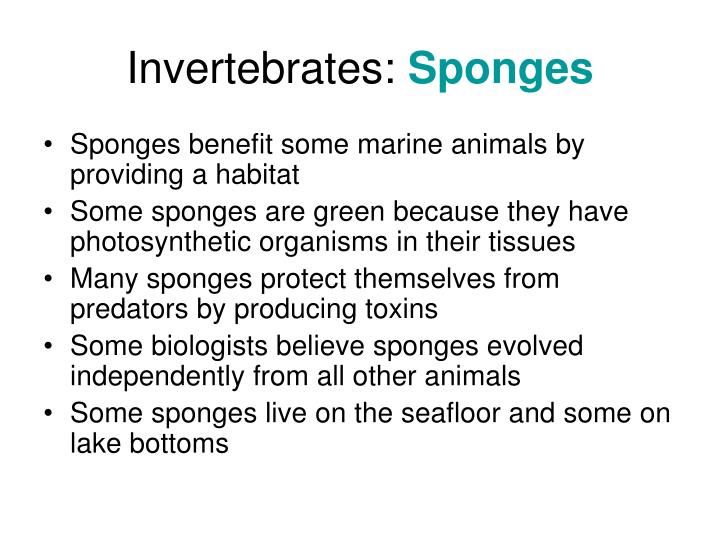 PPT Invertebrates Sponges PowerPoint Presentation ID2768223
