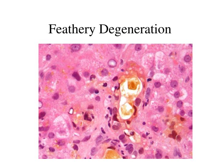 PPT - The Liver PowerPoint Presentation - ID:2768822