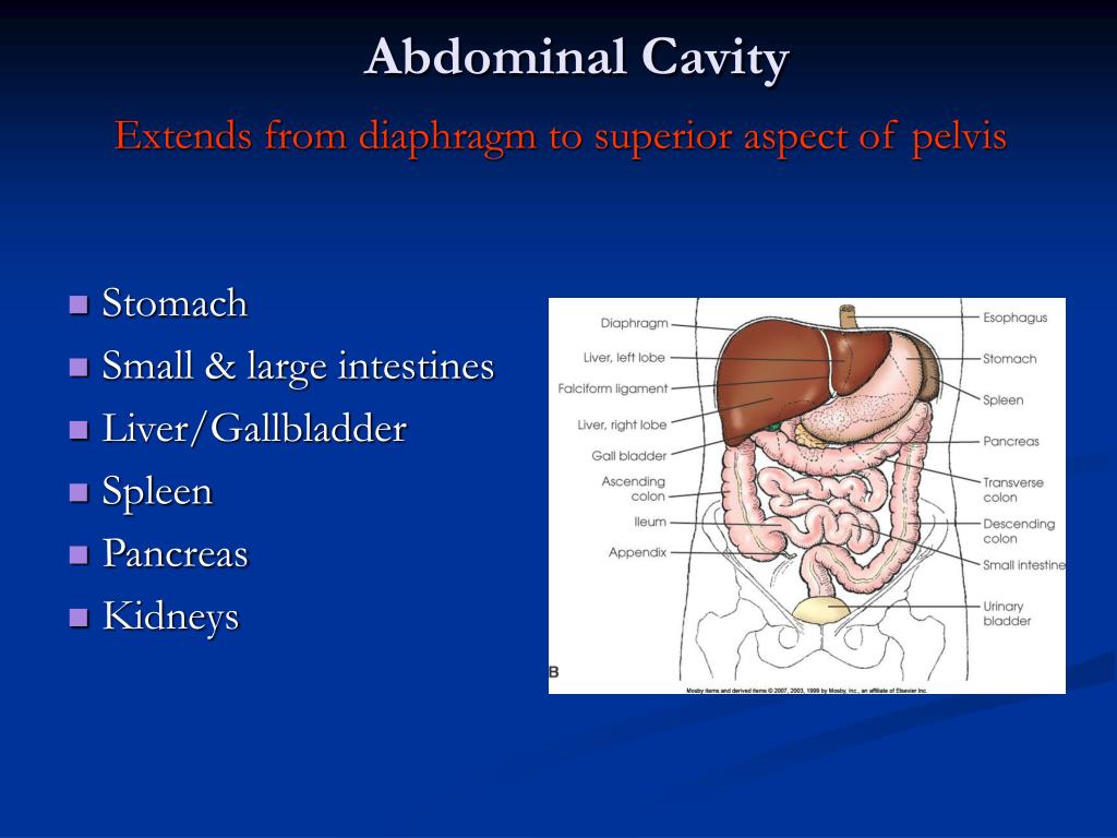 PPT - Digestive System: Liver and Biliary Tract PowerPoint Presentation ...