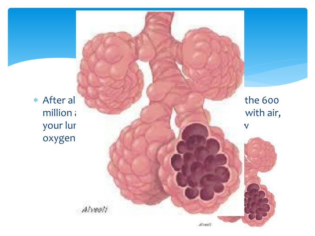 What is the very important job of the alveoli