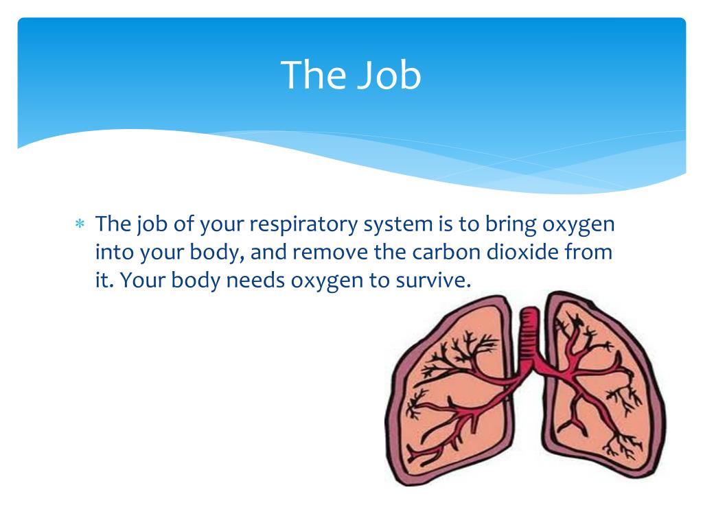 PPT The Respiratory System PowerPoint Presentation, free download