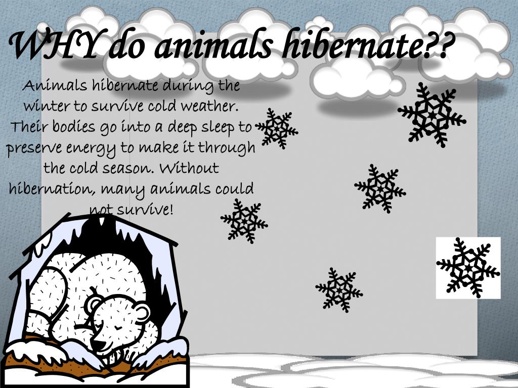 PPT - How animals survive winter PowerPoint Presentation, free download - ID:2769550 PPT - How animals survive winter PowerPoint Presentation, free download - ID:2769550