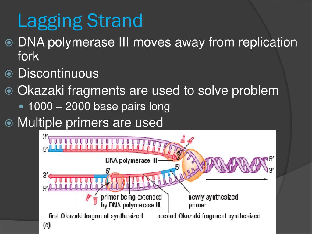 fragments of copied dna created on the lagging strand