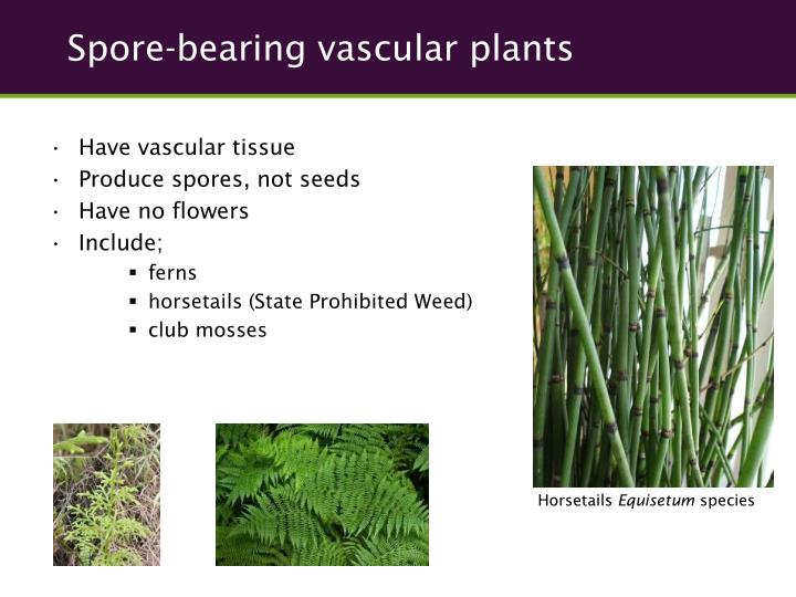 PPT Plant Biology PowerPoint Presentation ID2770092