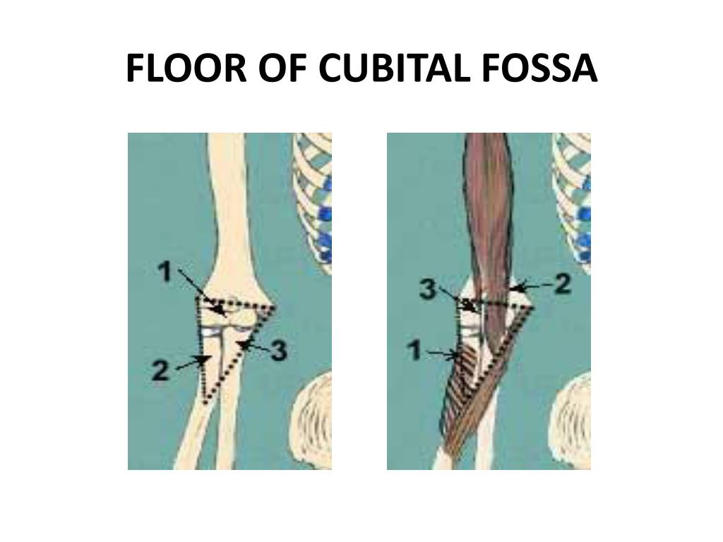 PPT - ANTERIOR COMPARTMENT OF ARM & CUBITAL FOSSA PowerPoint