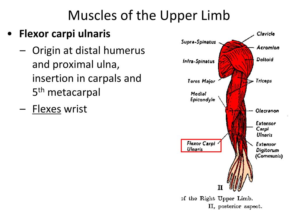 Ppt Muscles Of The Upper And Lower Limbs Powerpoint Presentation Biology Diagrams