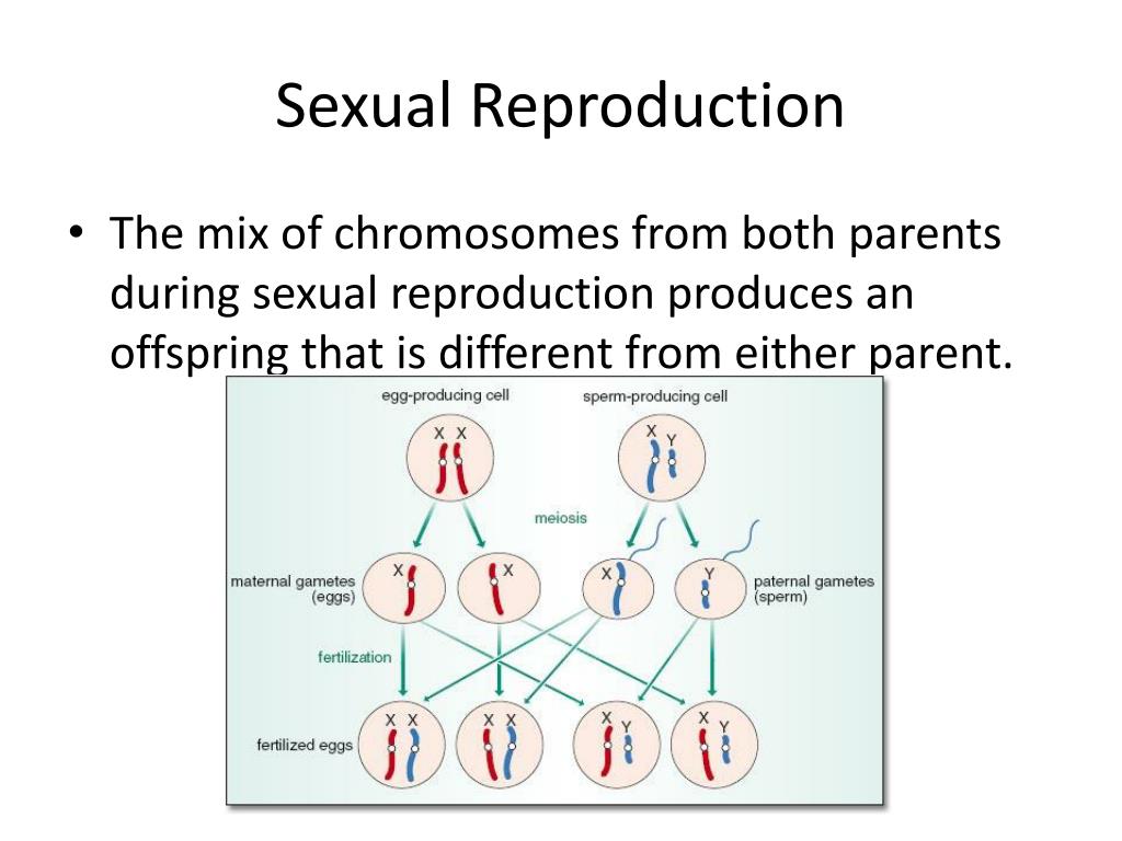 Ppt Ch 22 Heredity And Evolution Powerpoint Presentation Free