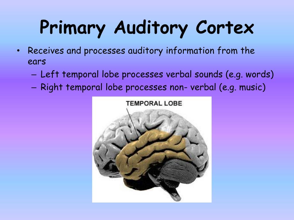 primary auditory cortex primary auditory cortex