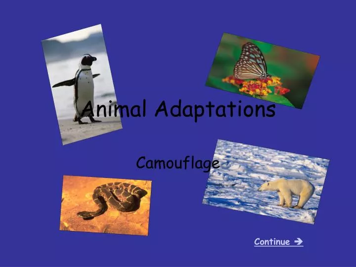 PPT - Animal Adaptations PowerPoint Presentation, free download - ID:2773861 PPT - Animal Adaptations PowerPoint Presentation, free download - ID:2773861