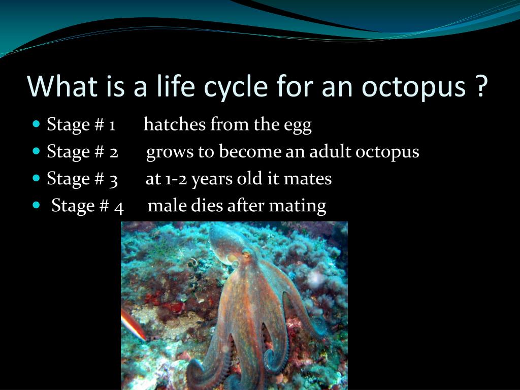 PPT Animal report PowerPoint Presentation, free download ID2774676
