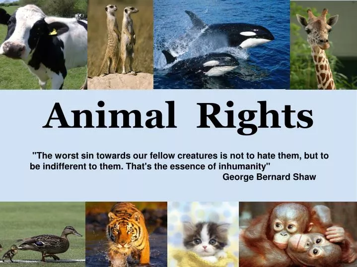 research questions on animal rights
